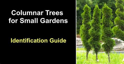 10+ Columnar Tree Secrets For Easy Growth