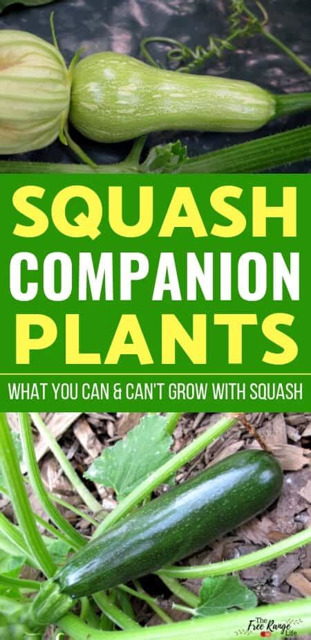 12 Summer Squash Companion Plants For Easy Growth