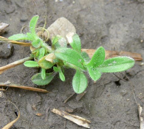 Chickweed Guide: Identify And Manage Mouse Ear