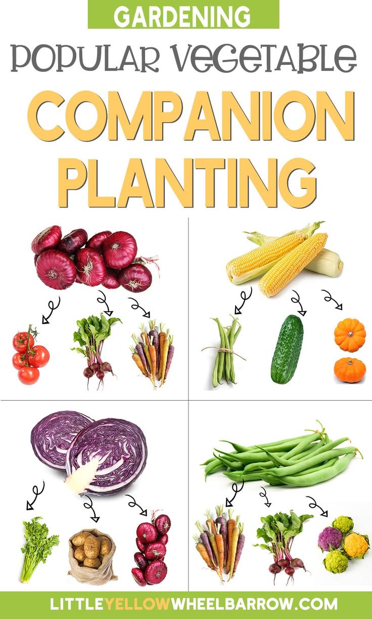 Companion Planting For Higher Yields And Healthier Gardens 2022 In