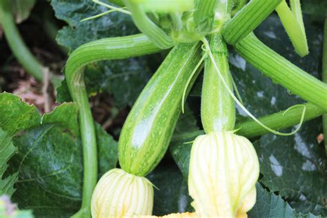 Companion Planting For Summer Squash Insteading