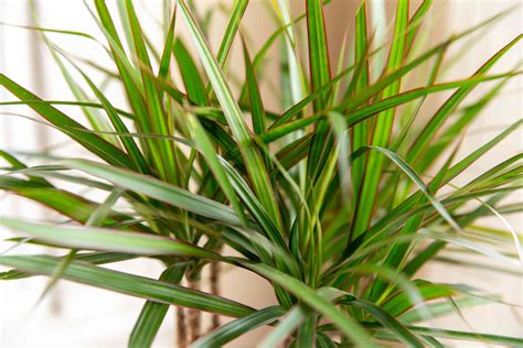 Dracena Plant Care