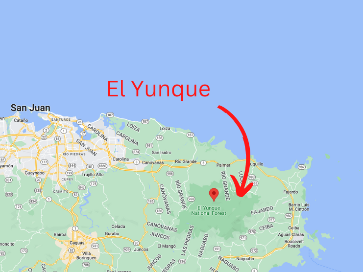 El Yunque National Forest Rain Forest 101 Puerto Rico Day Trips Travel Guide