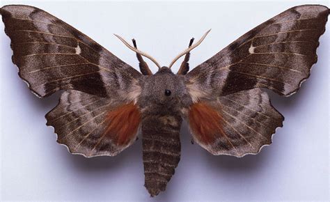 Exploring The Hibernation Behavior Of White Lined Sphinx Moths