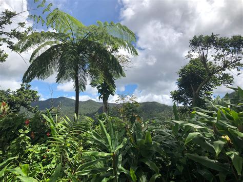 How To Explore Yunque Puerto Rico? Visitor Guide