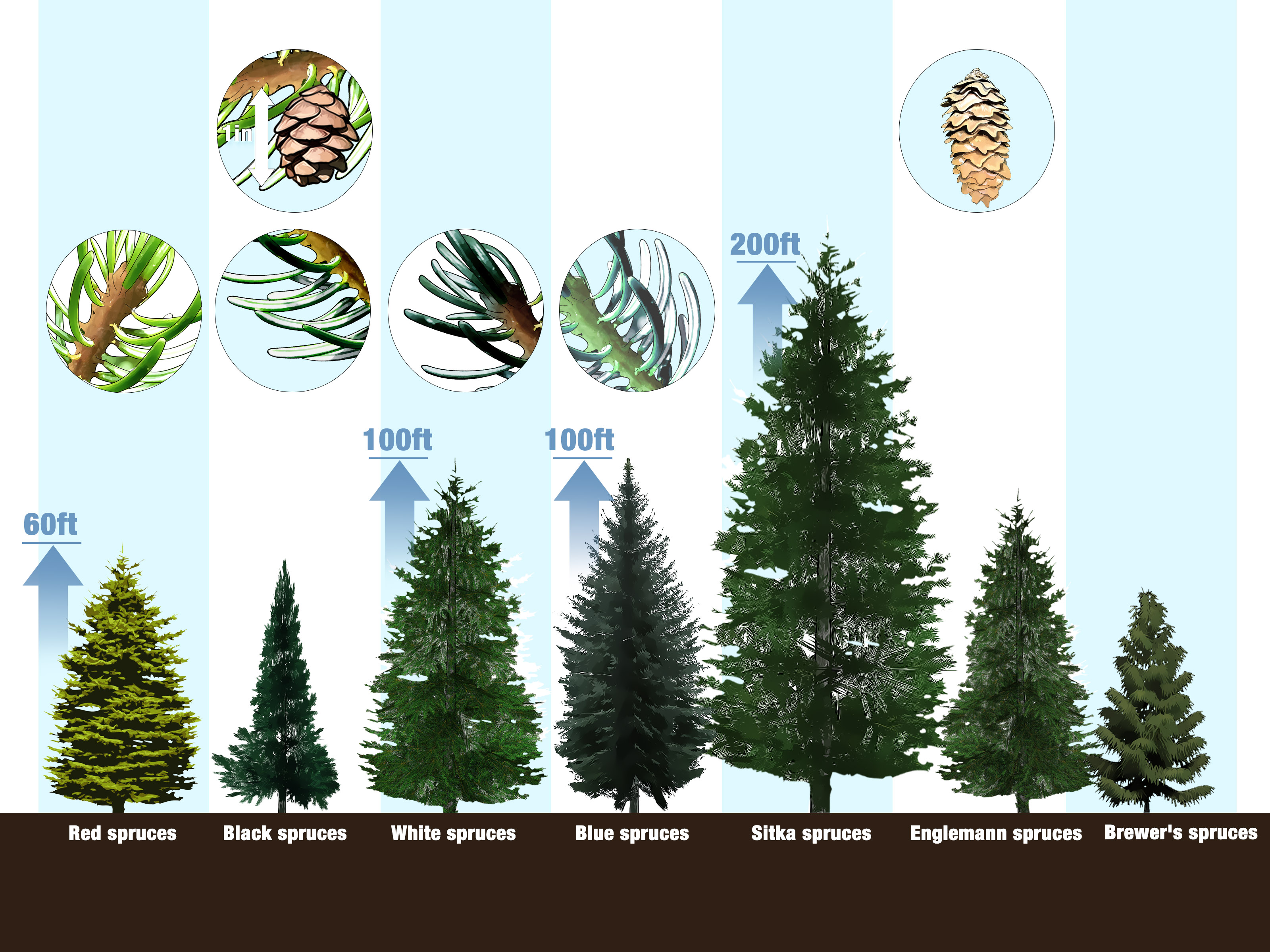 Identify Trees With Pictures I Like That This Includes Several Views