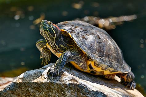 Red Eared Slider Connecticut S Beardsley Zoo