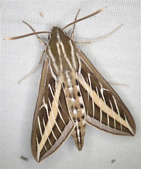 Sphinx Moth Guide: Habitat And Behavior Explained