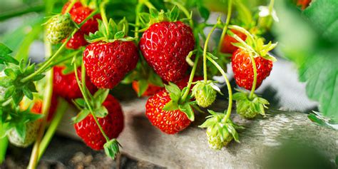 Strawberry Plant Guide: Grow Perfect Berries