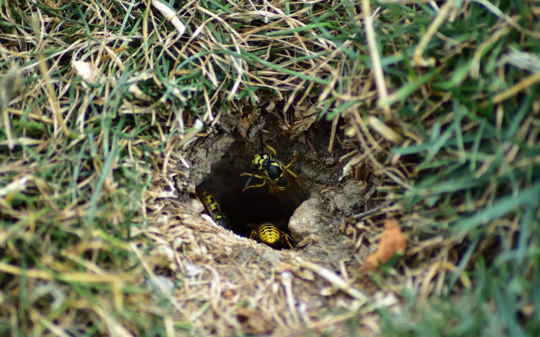 The Challenge Of Ground Dwelling Wasps Abc Humane Wildlife Control