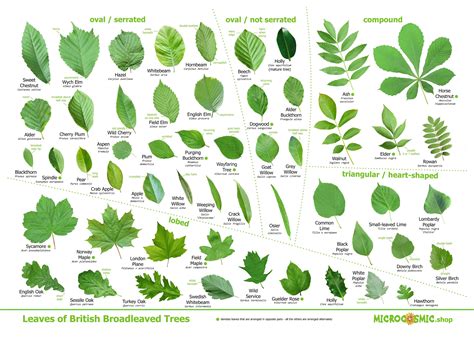 Tree Identification: Learn By Leaf Types