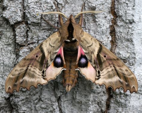 Twin Spotted Sphinx Moth Identification Life Cycle Facts Pictures