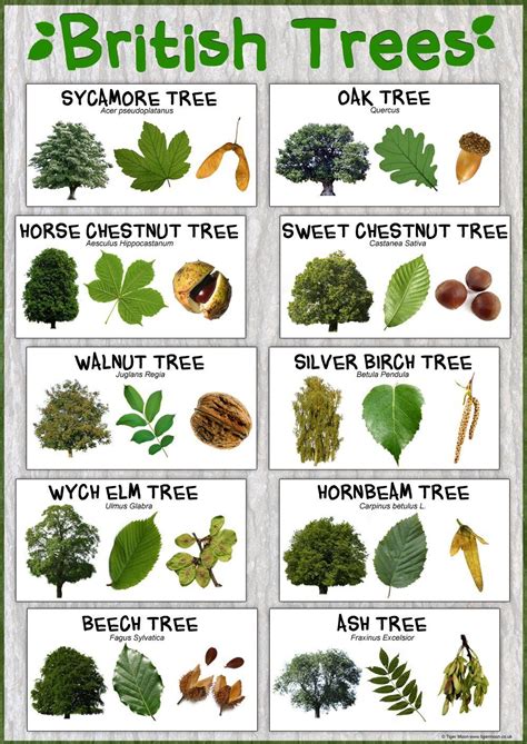 Types Of Tree Leaves With Pictures For Easy Identification