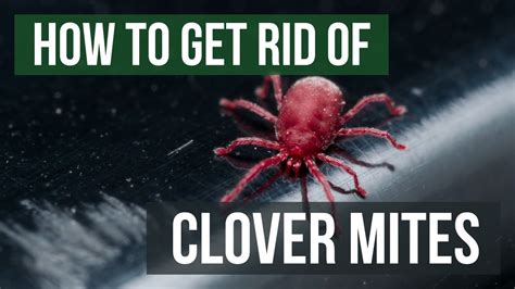 What Are Clover Mite Bites? Relief Guide